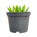 Aloe polyphylla 'Spiral Aloe'