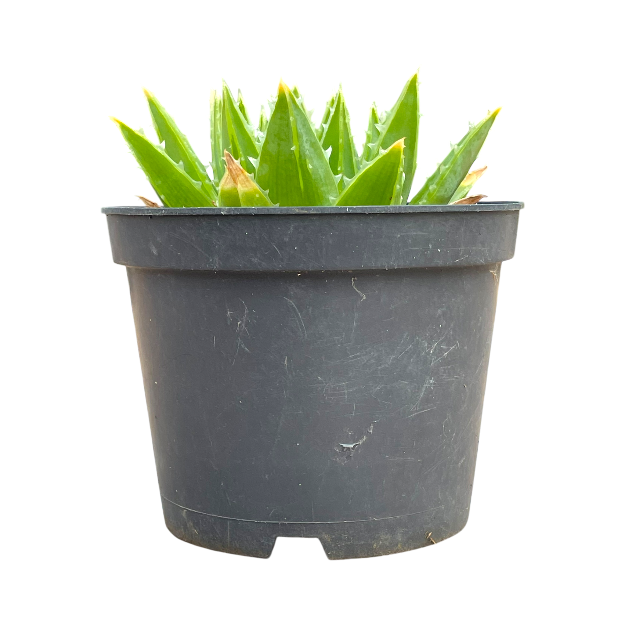 Aloe polyphylla 'Spiral Aloe'