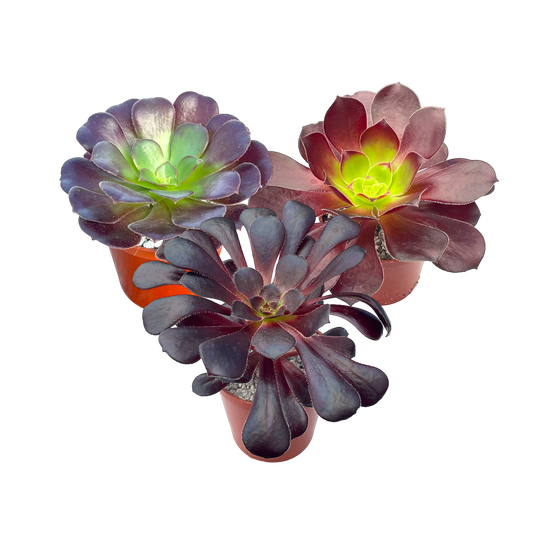 'Black Night' Aeonium Bundle
