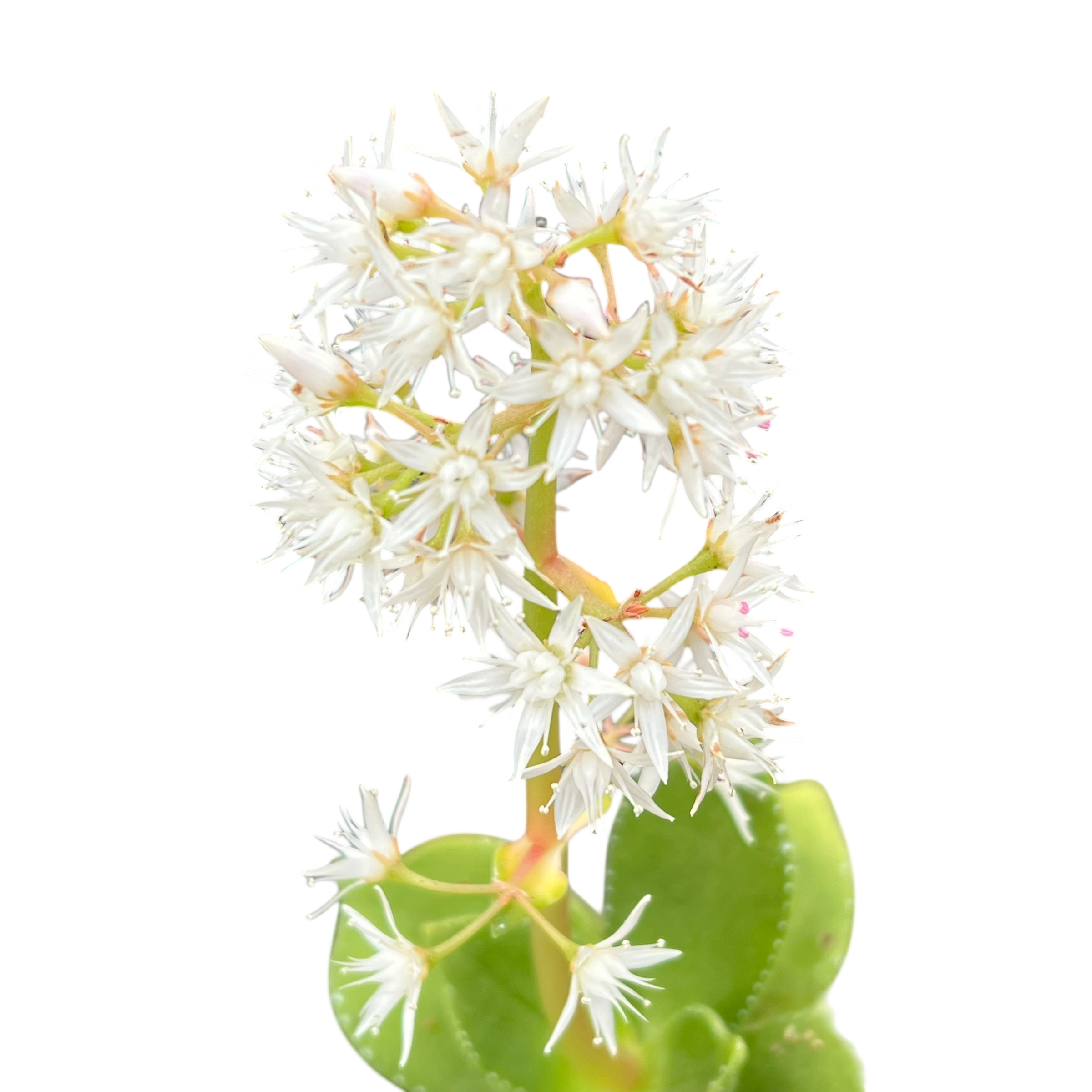 Crassula lactea