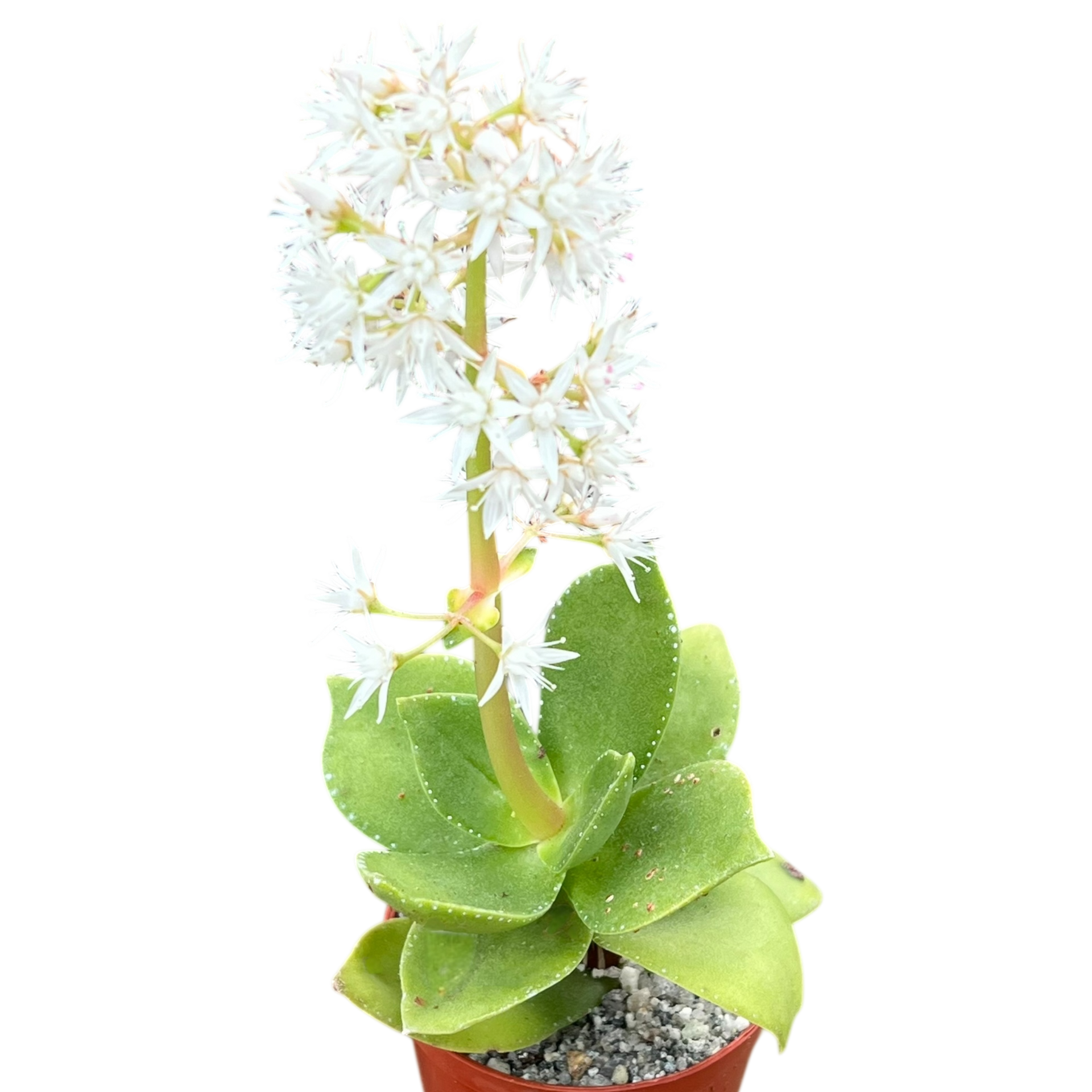 クラッスラ・ラクテア – Surreal Succulents