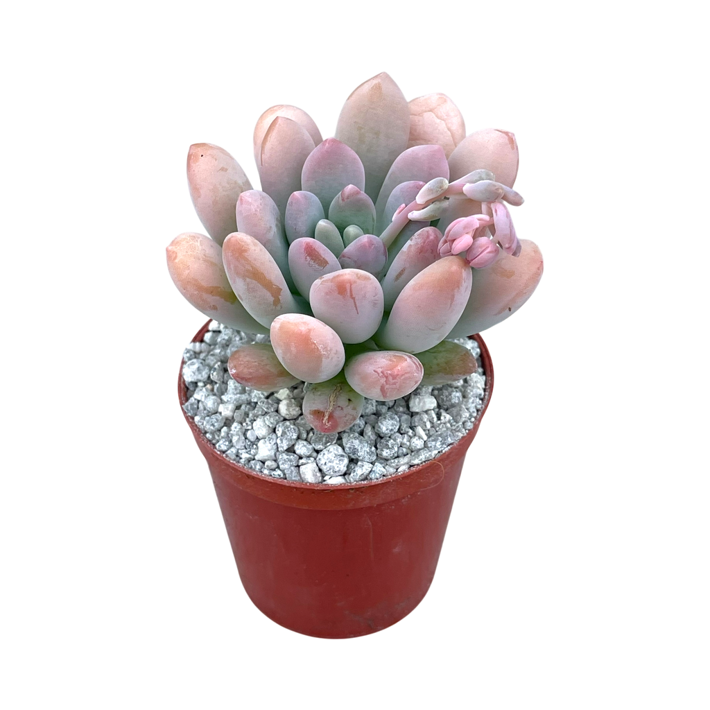 x Pachyveria 'Clavifolia'
