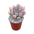 x Pachyveria 'Clavifolia'