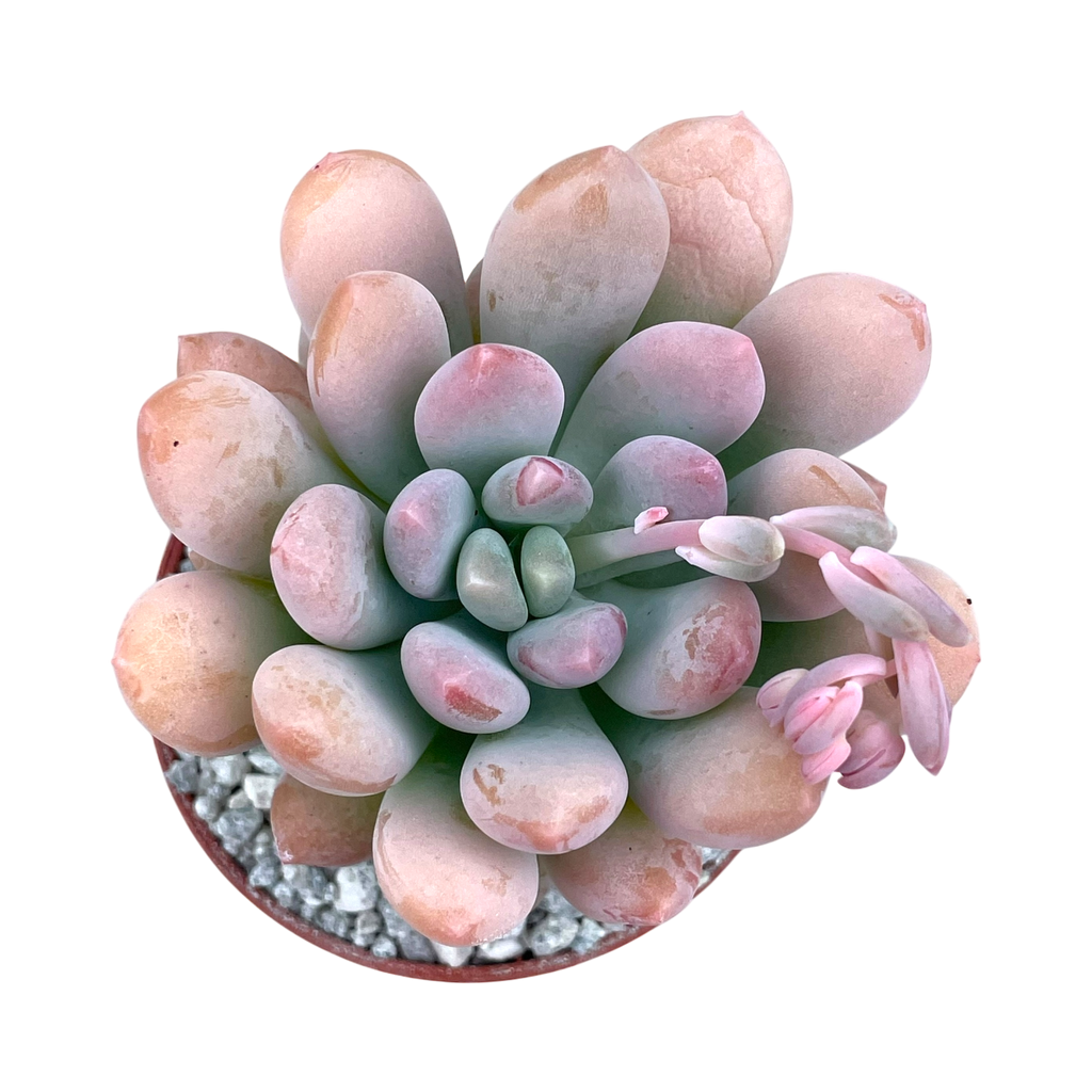 x Pachyveria 'Clavifolia'