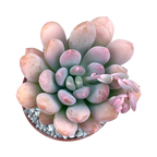 x Pachyveria 'Clavifolia'