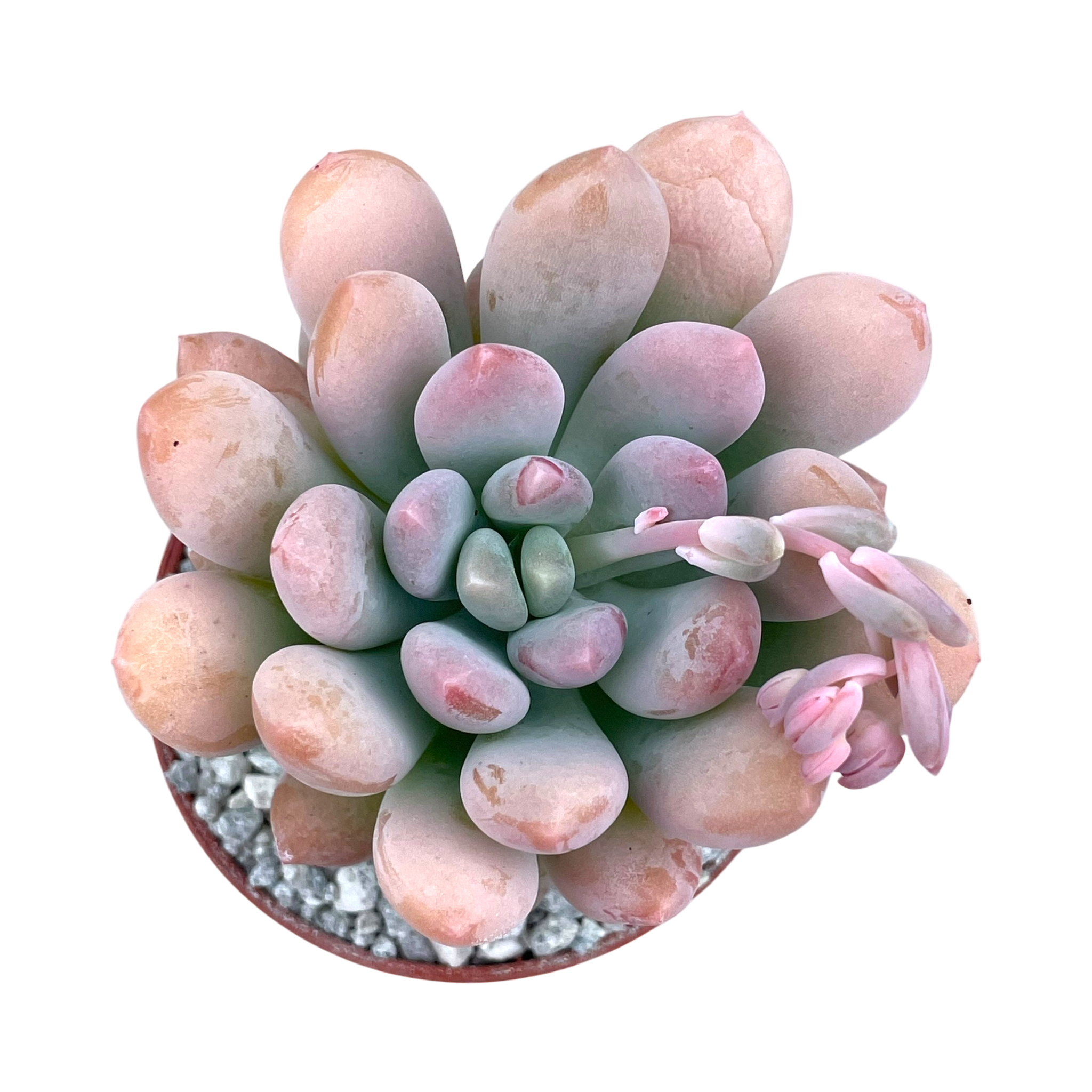 x Pachyveria 'Clavifolia'