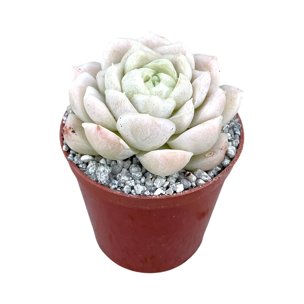 Echeveria 'Unicorn'