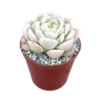 Echeveria 'Unicorn'