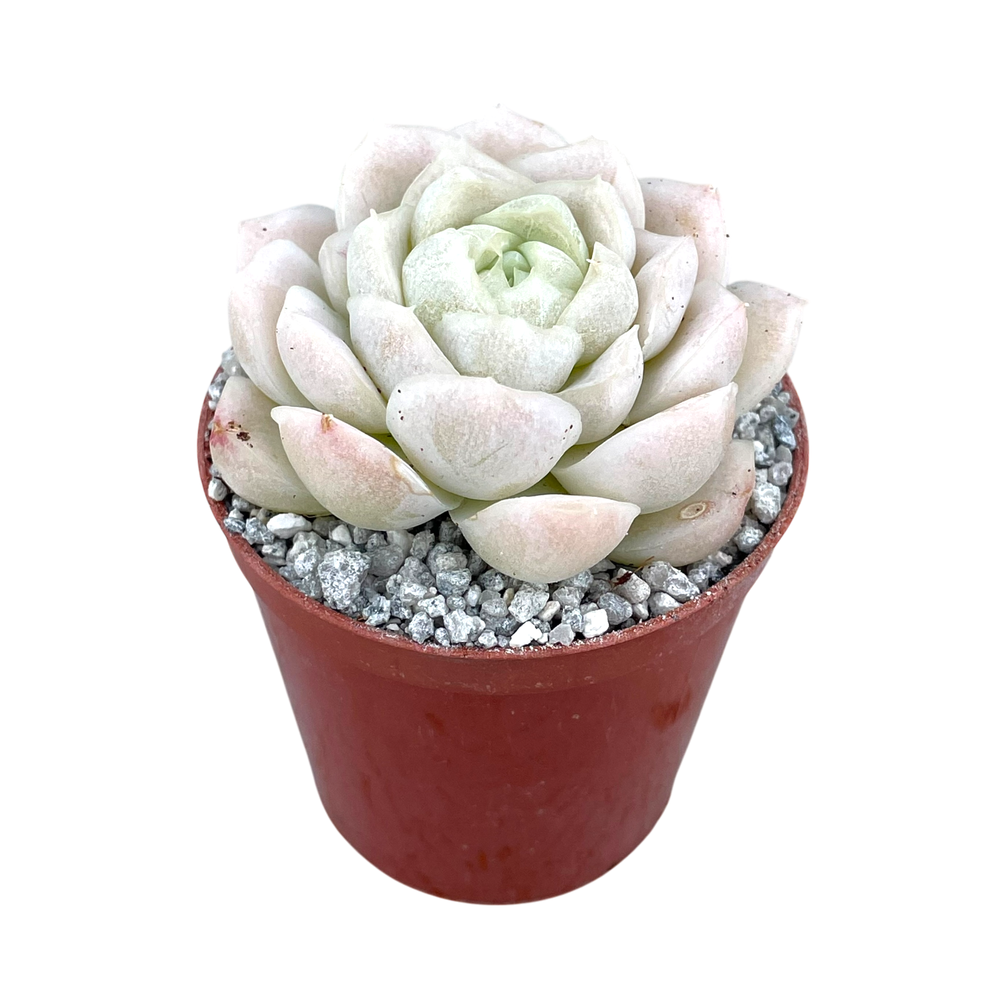 Echeveria 'Unicorn'