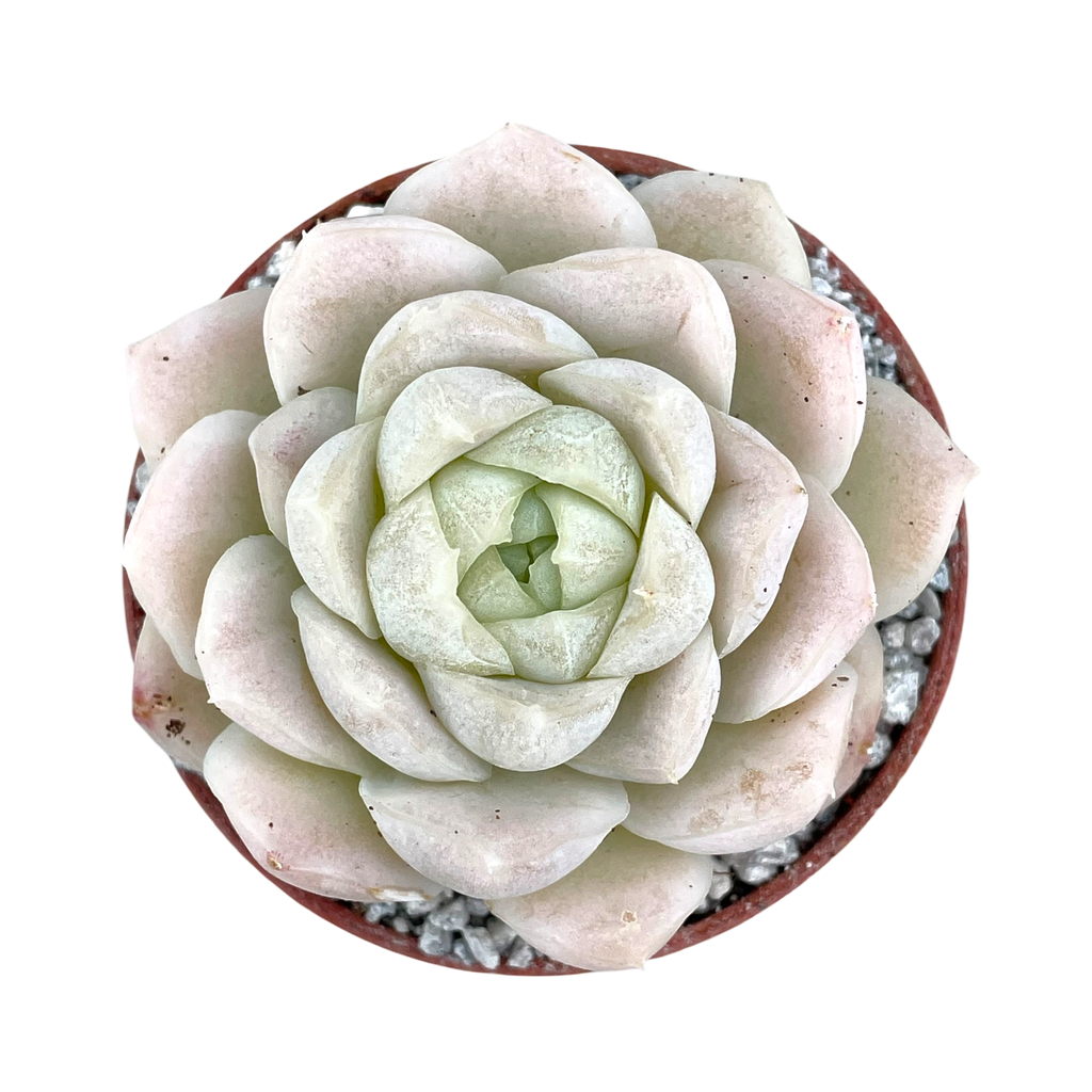 Echeveria 'Unicorn'