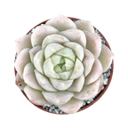 Echeveria 'Unicorn'
