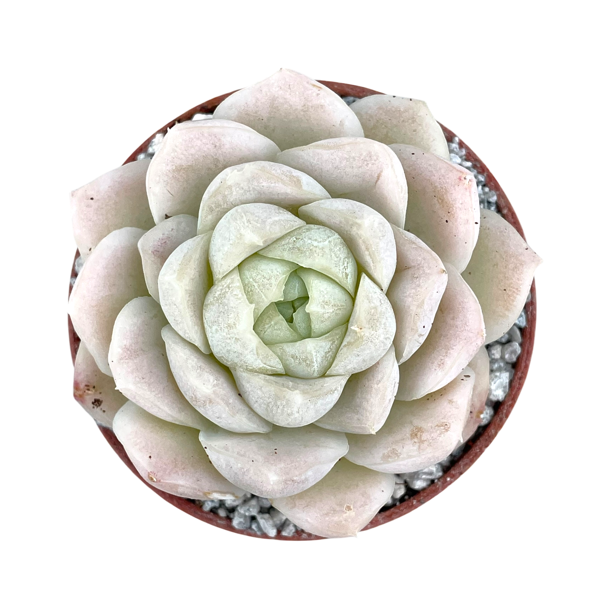 Echeveria 'Unicorn'