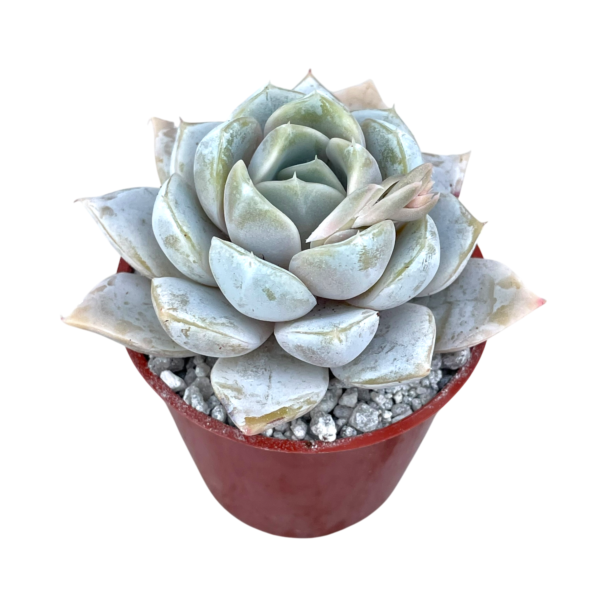@Rabbit.Echeveria出品 Rabbit.Echeveria出品 Rabbit.Echeveria様 専用出品