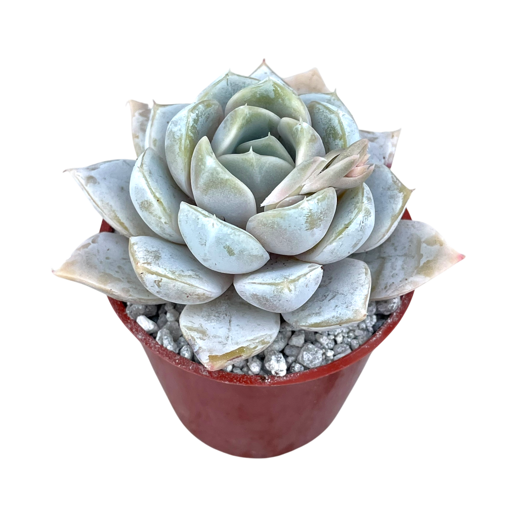 Echeveria 'Snow Bunny' – Surreal Succulents