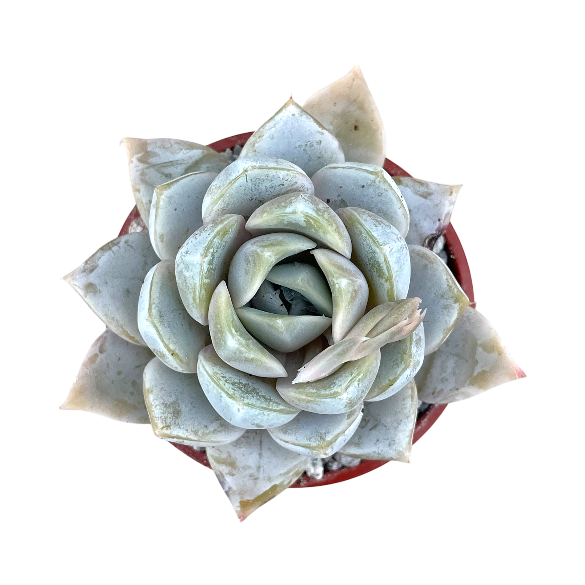 snowbird succulent Echeveria 'Snow Bunny' – Surreal Succulents