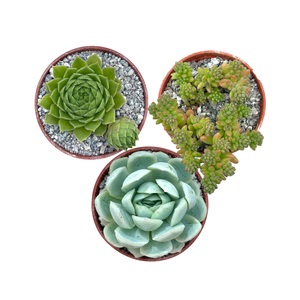 Hardy Succulent Bundle