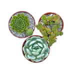 Hardy Succulent Bundle