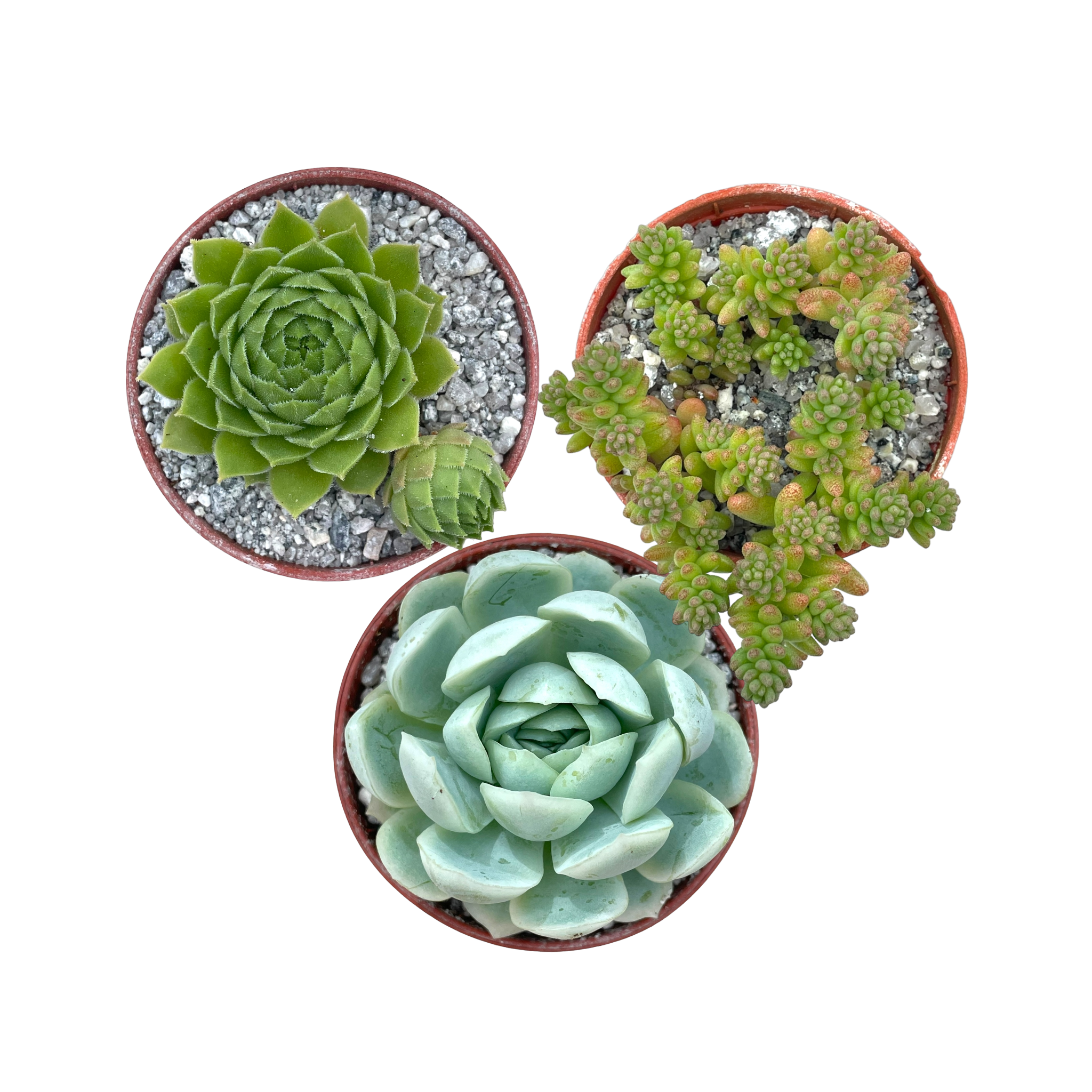 Hardy Succulent Bundle