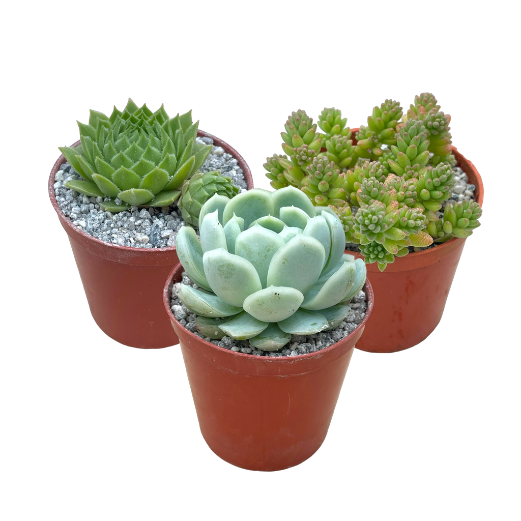 Hardy Succulent Bundle