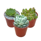 Hardy Succulent Bundle