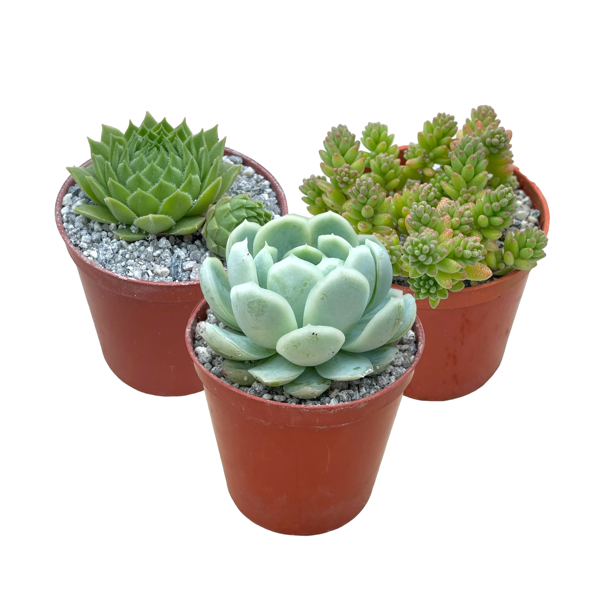 Hardy Succulent Bundle
