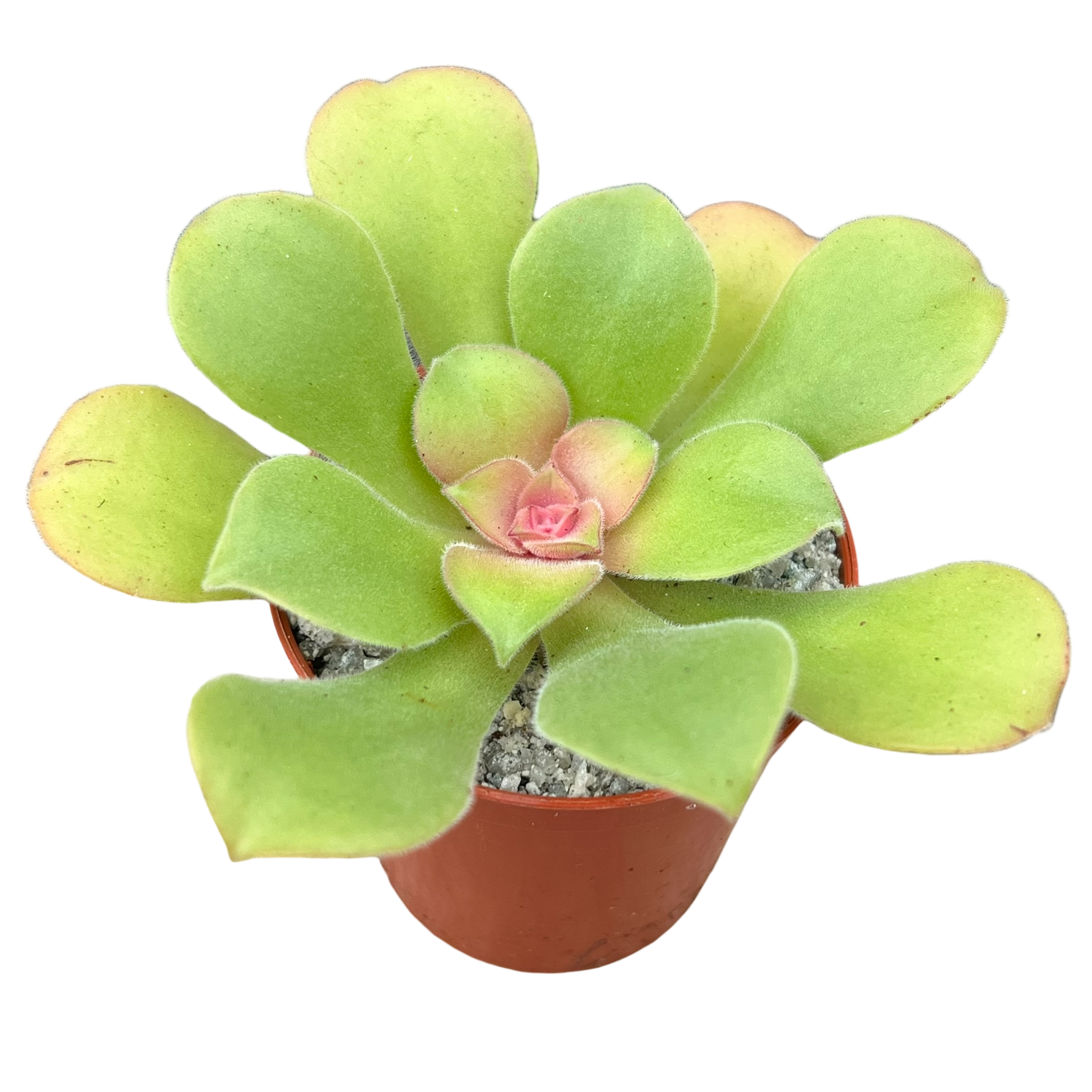 Aeonium canariense var. virgineum