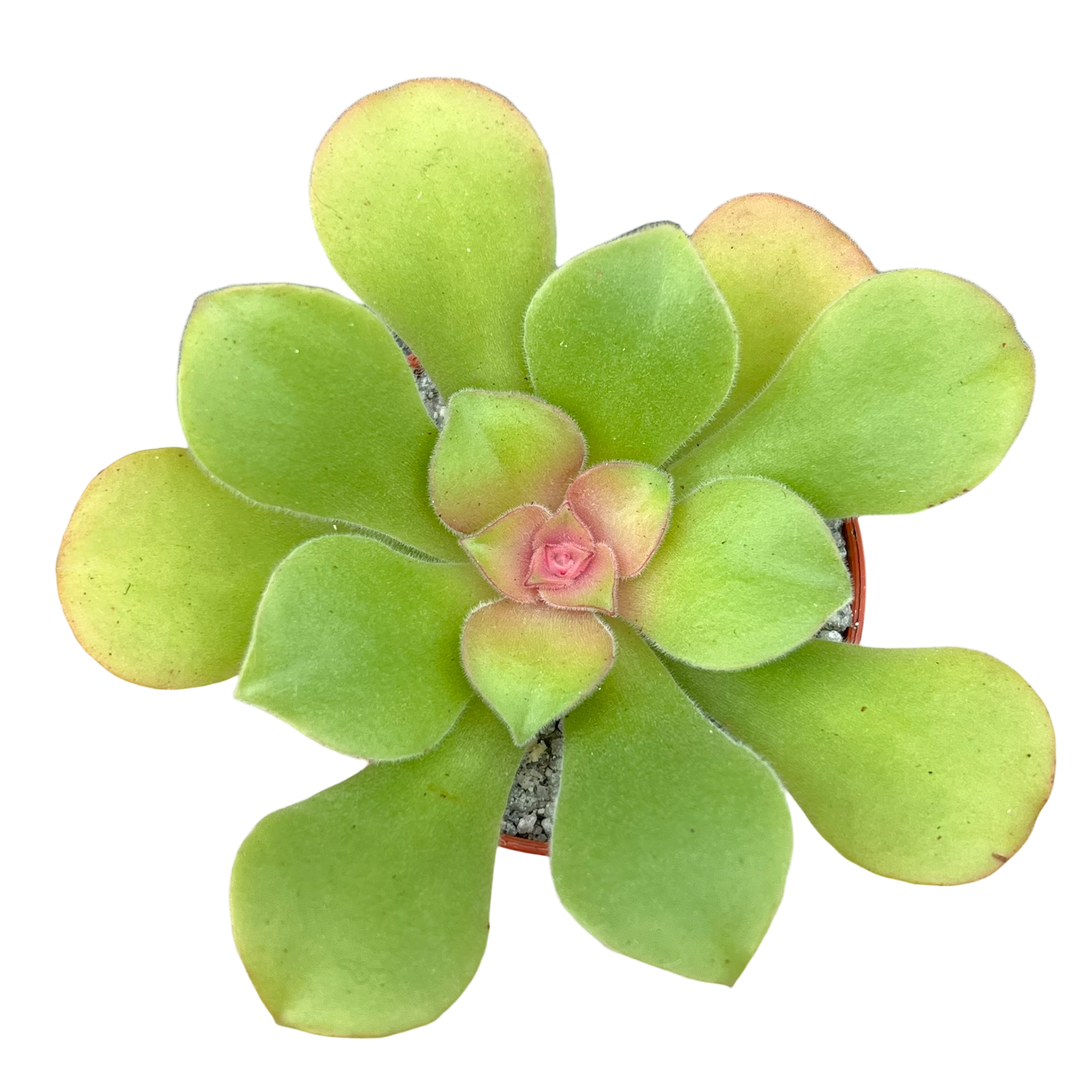 Aeonium canariense var. virgineum