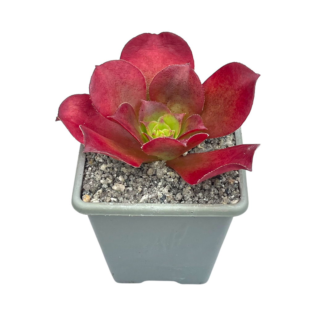 x Semponium 'Darwin'