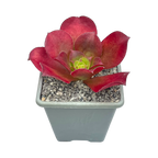 x Semponium 'Darwin'