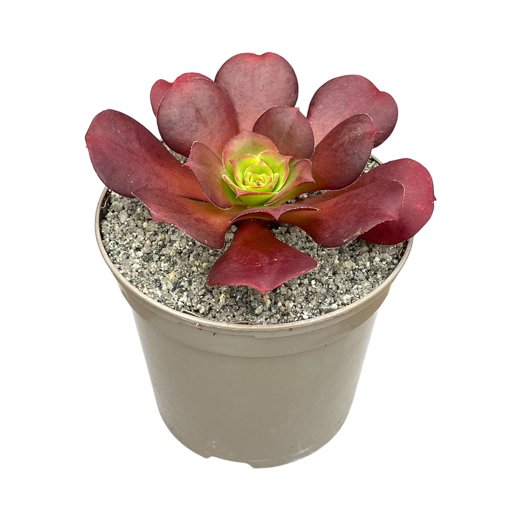 x Semponium 'Darwin'