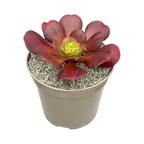 x Semponium 'Darwin'