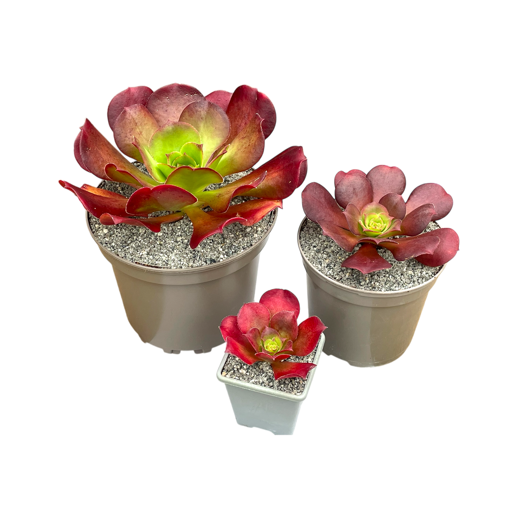 x Semponium 'Darwin'