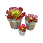 x Semponium 'Darwin'