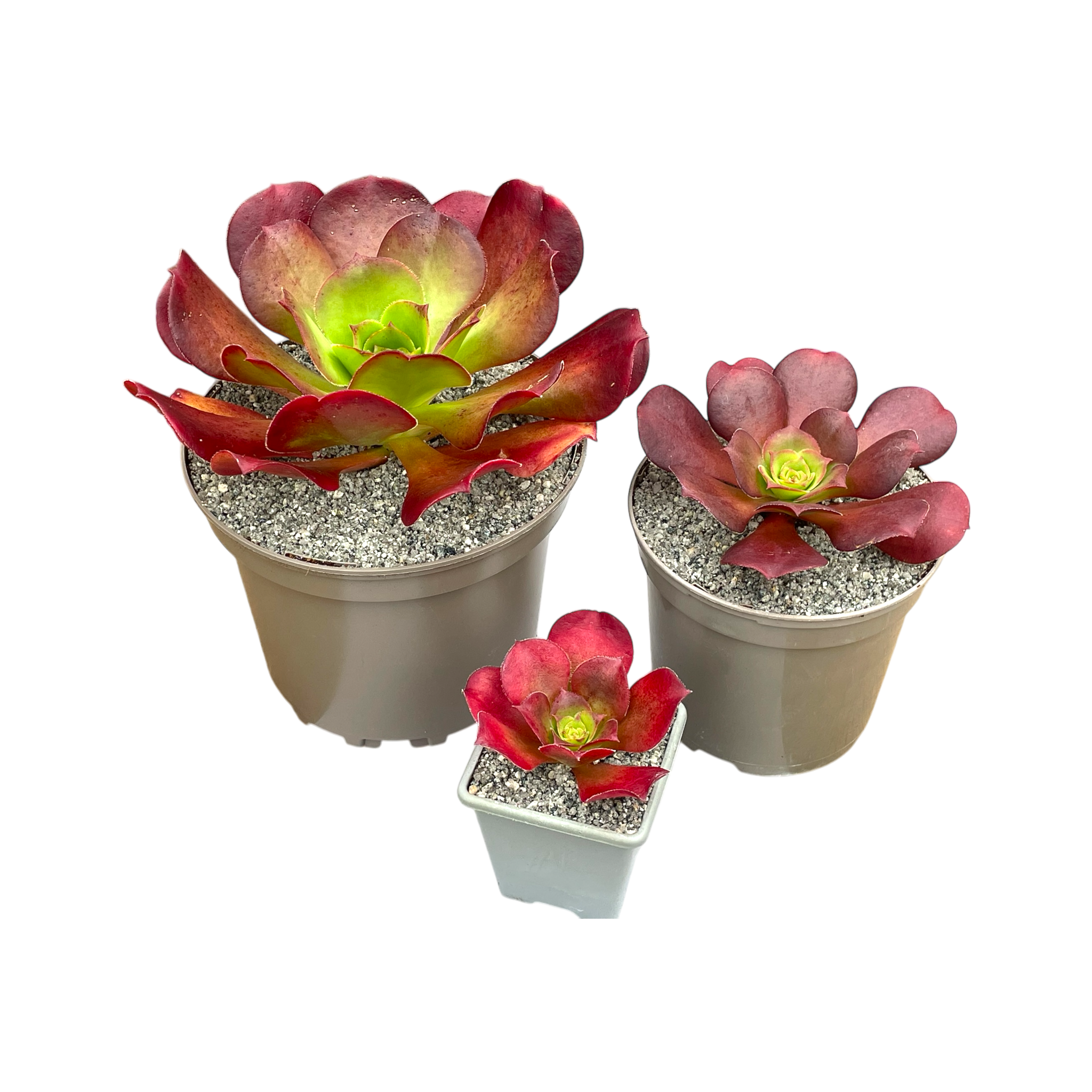 x Semponium 'Darwin'