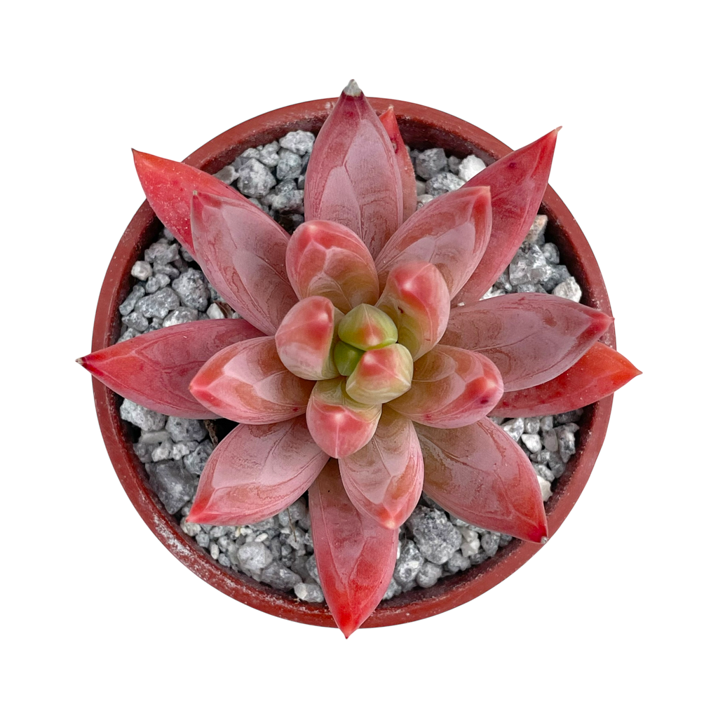 x Pachyveria 'Tuatara'
