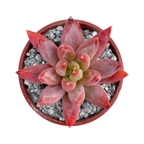 x Pachyveria 'Tuatara'