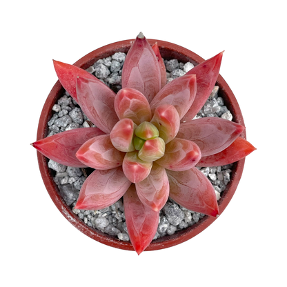x Pachyveria 'Tuatara'