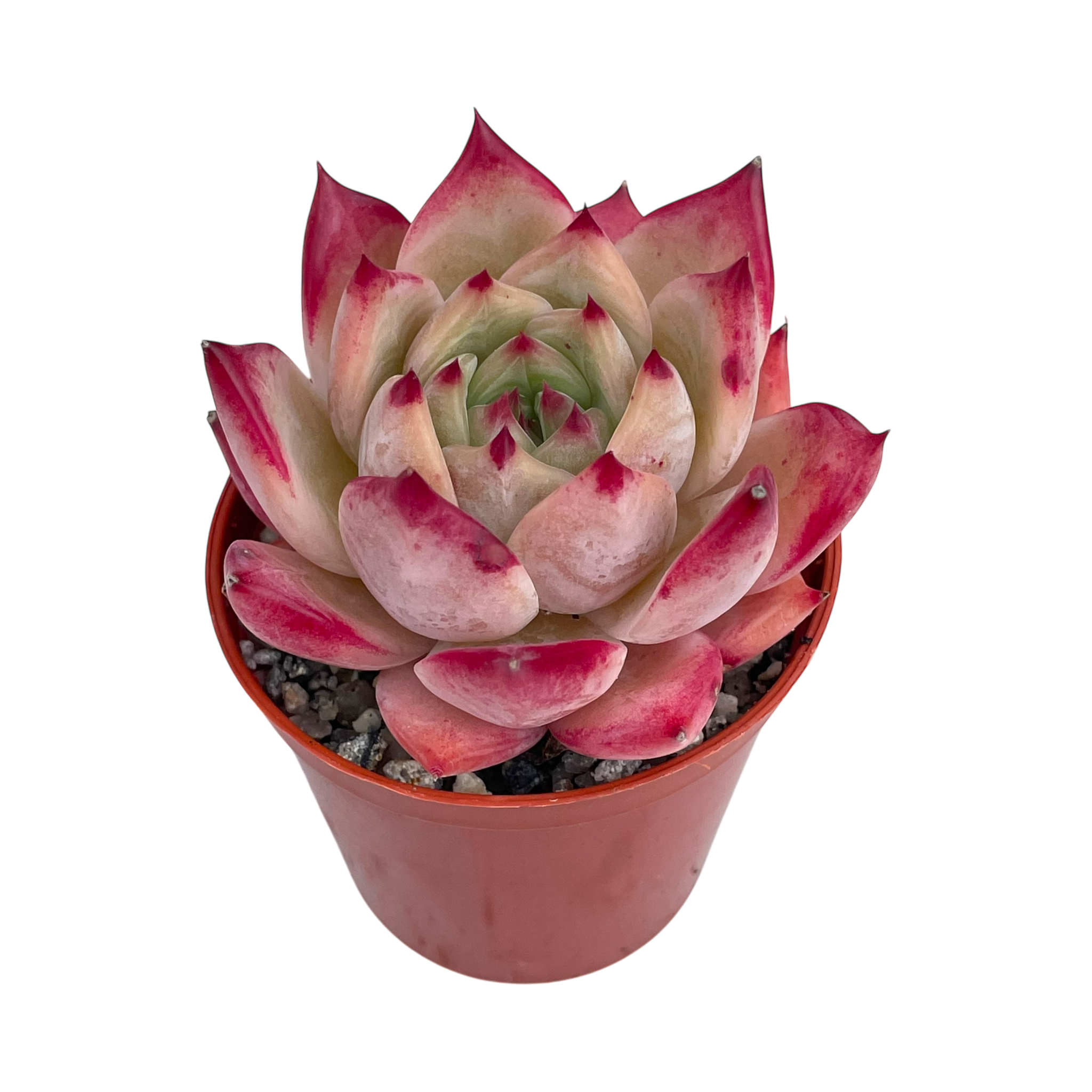 Echeveria colorata 'Desert Harmony'