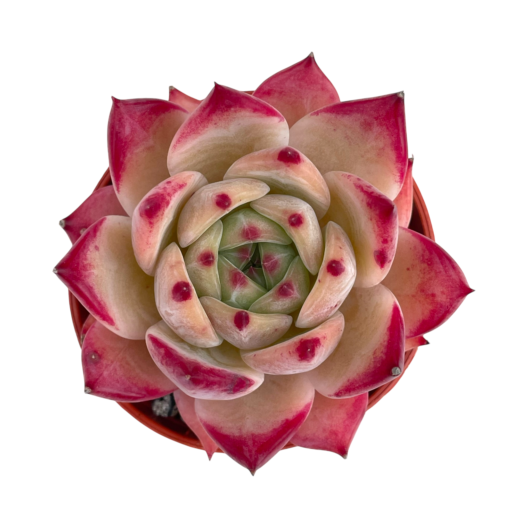 Echeveria colorata 'Desert Harmony'