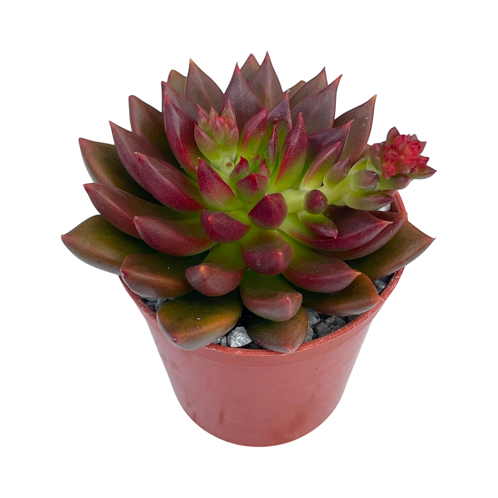Echeveria 'Zodiac'