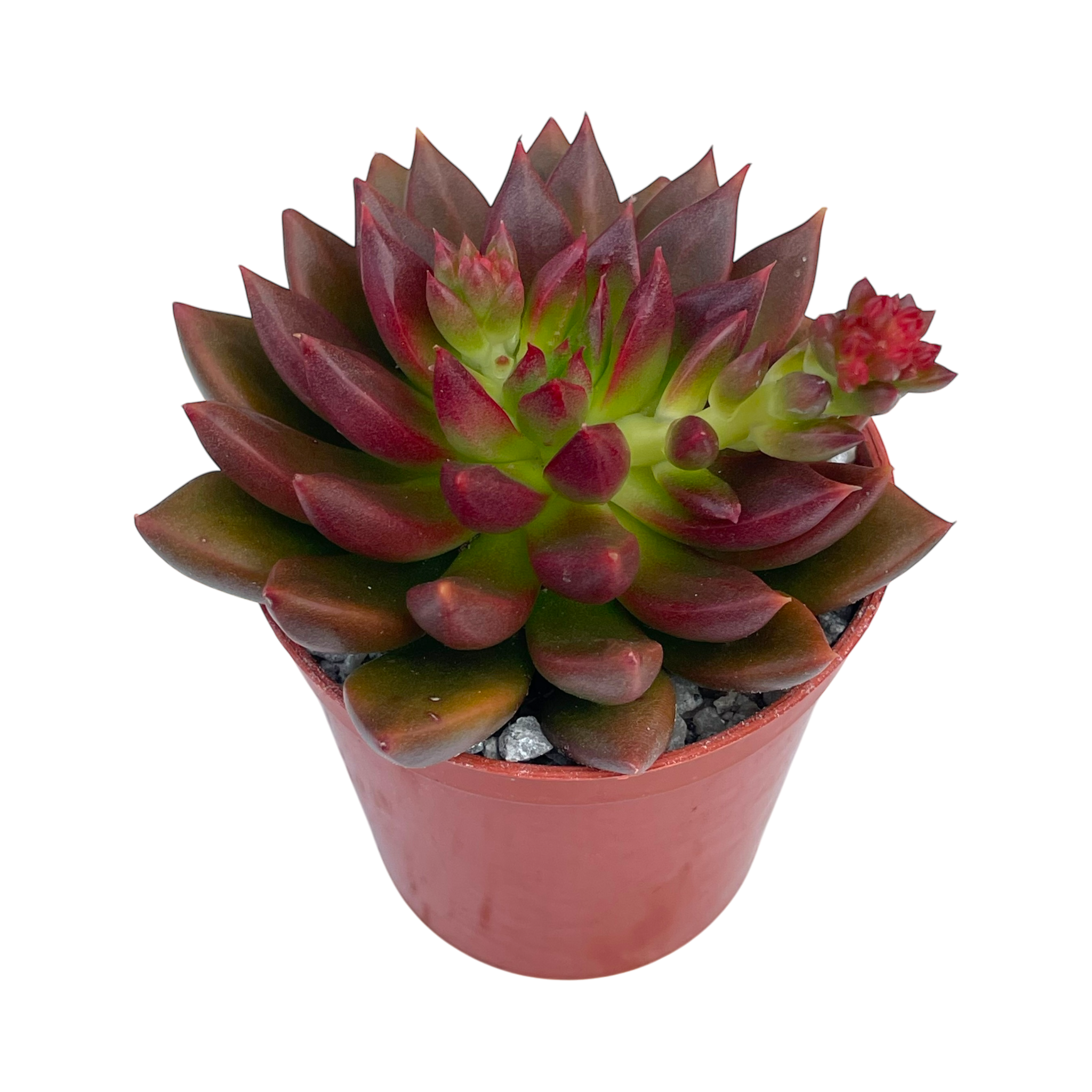Echeveria 'Zodiac'
