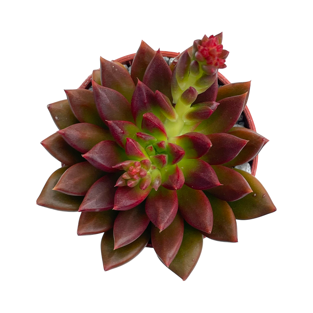 Echeveria 'Zodiac'