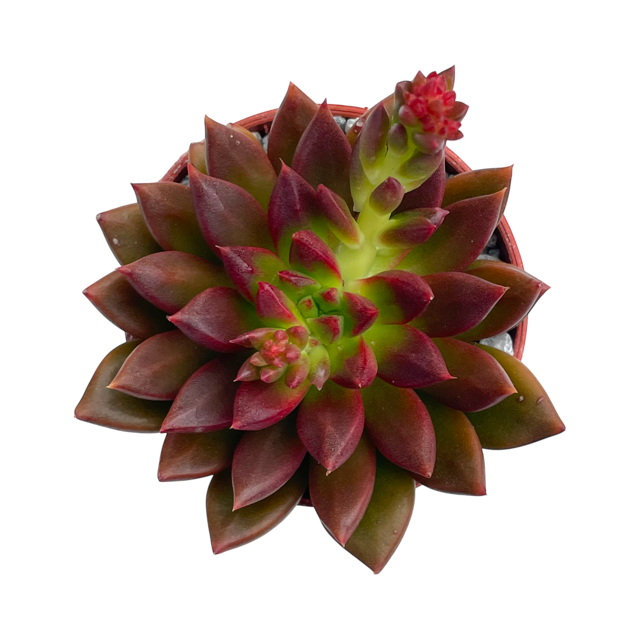 Echeveria 'Zodiac'