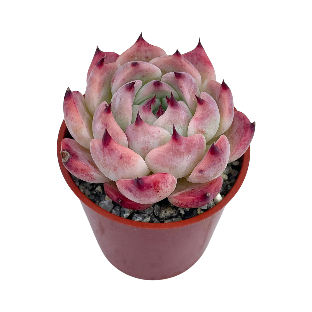 Echeveria chihuahuaensis 'Raspberry Dip'
