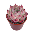 Echeveria chihuahuaensis 'Raspberry Dip'
