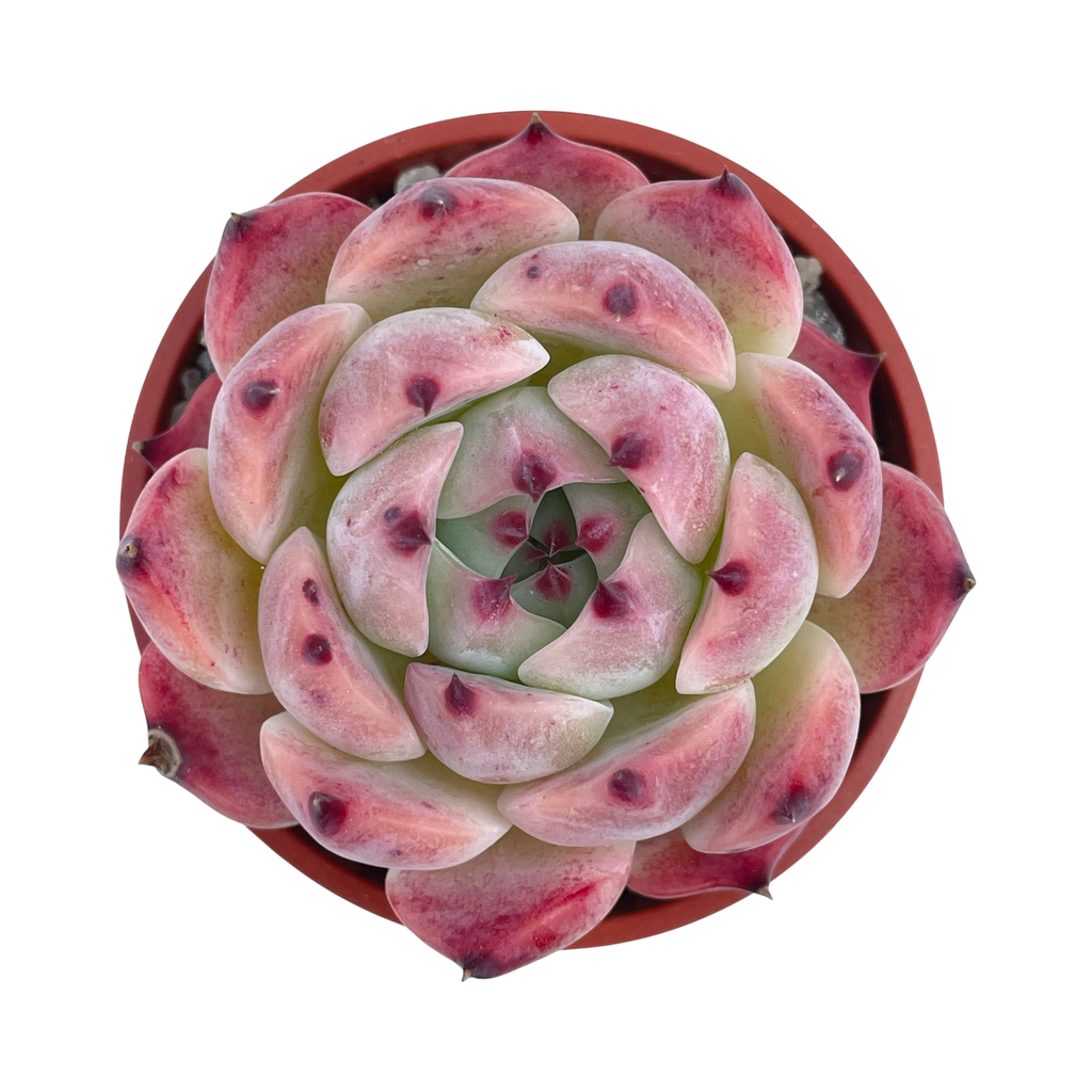 Echeveria chihuahuaensis 'Raspberry Dip'