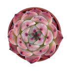 Echeveria chihuahuaensis 'Raspberry Dip'