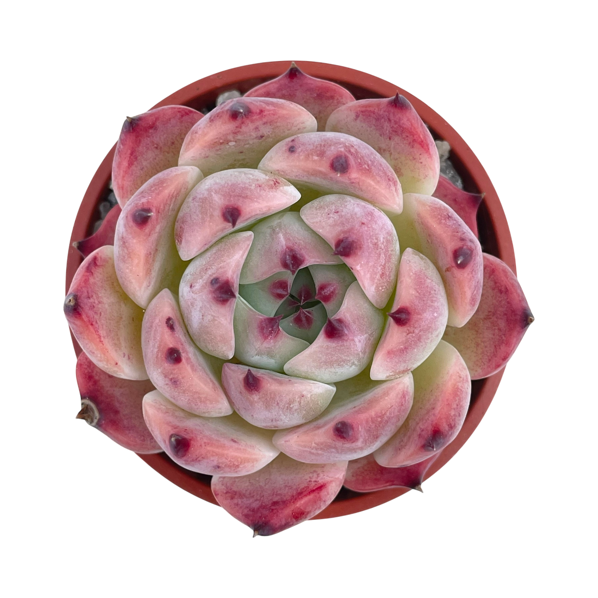 Echeveria chihuahuaensis 'Raspberry Dip'