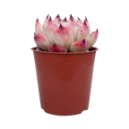 Echeveria chihuahuaensis 'Raspberry Dip'