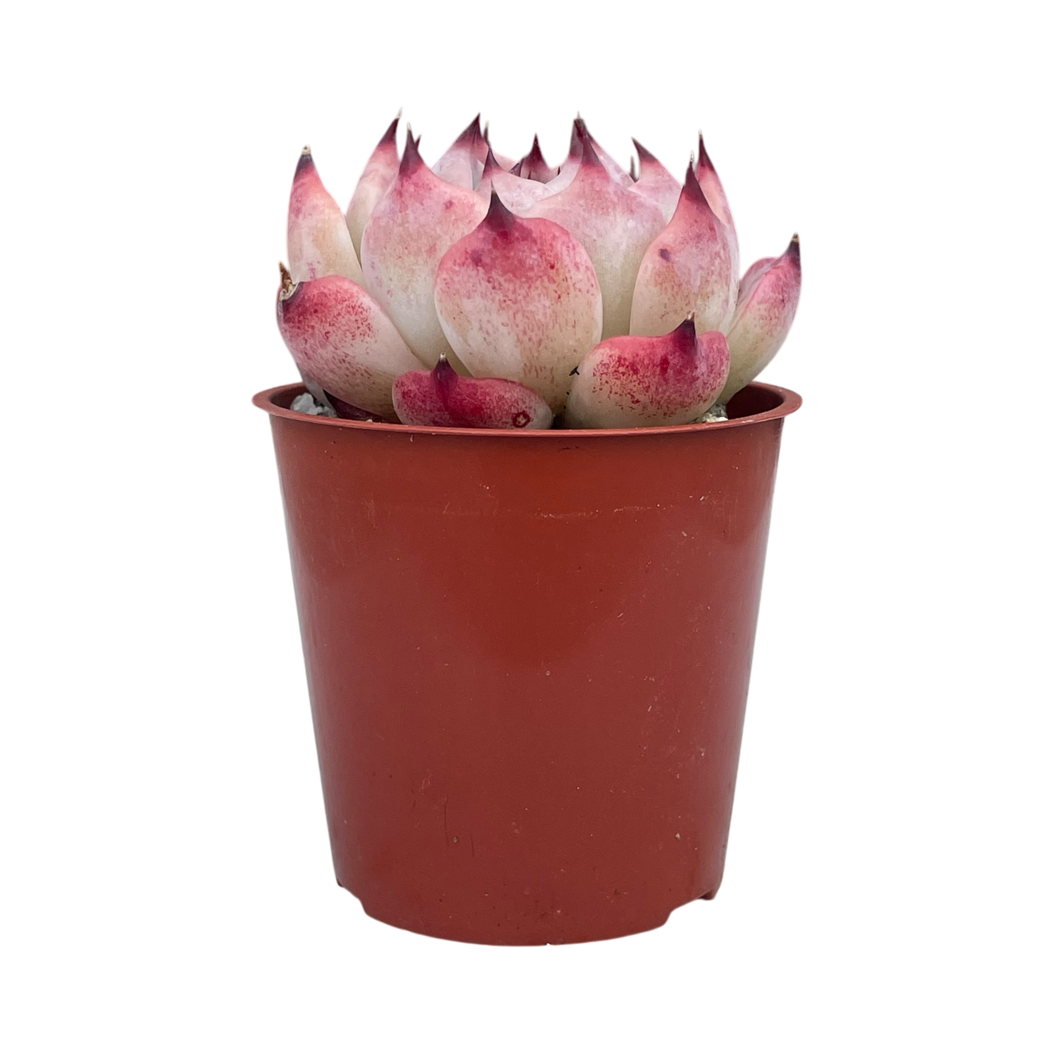 Echeveria chihuahuaensis 'Raspberry Dip'